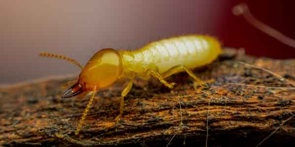 Termite control and Inspection