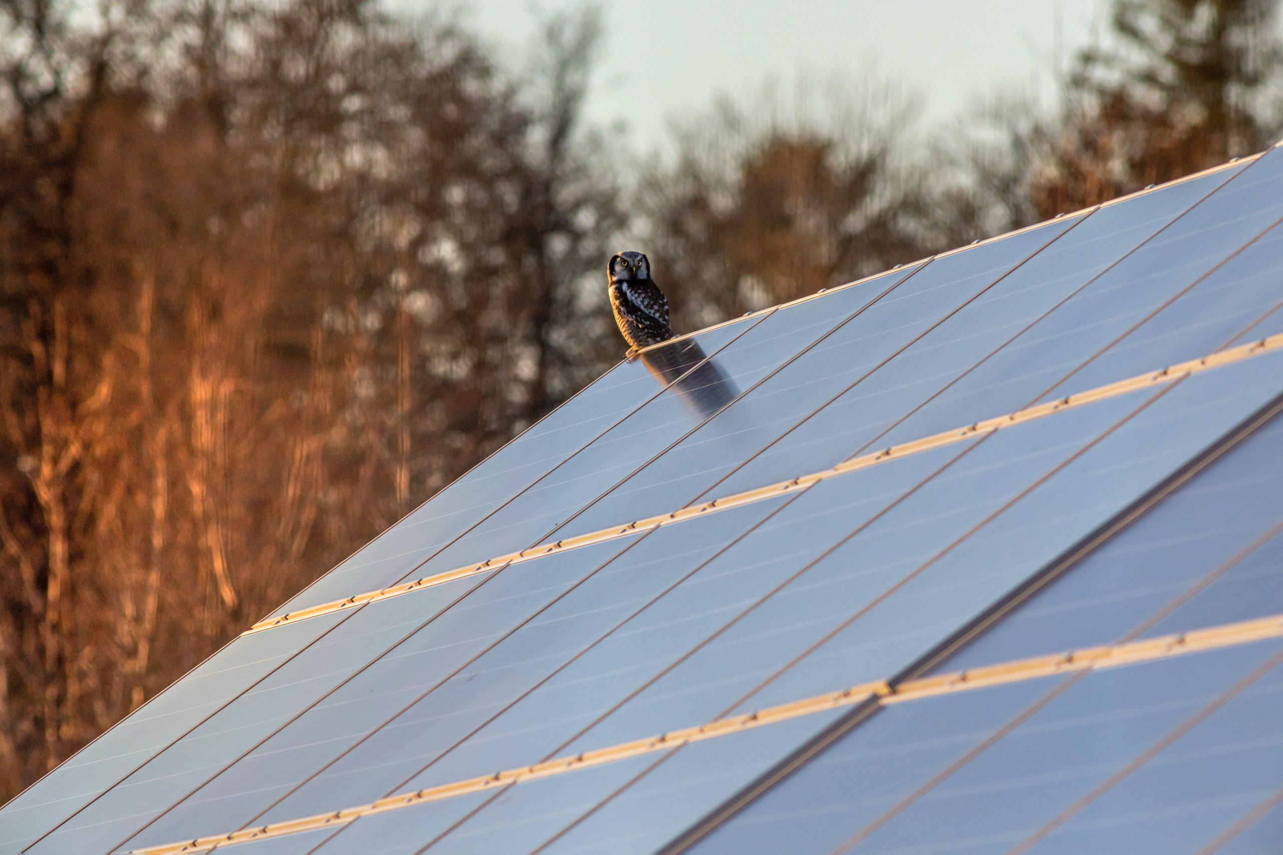 solar panel bird proofing
