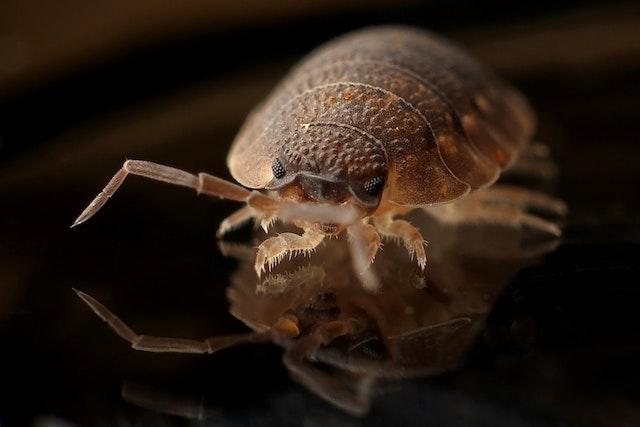bed bugs control