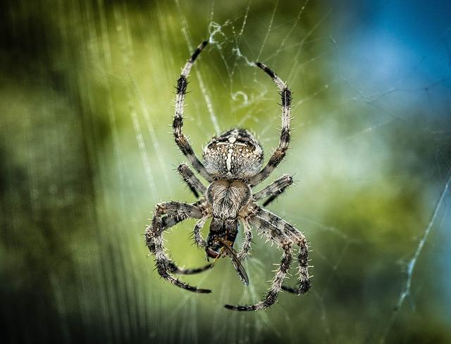 spider control melbourne