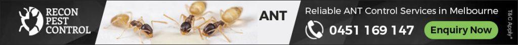 Ants Removal Service