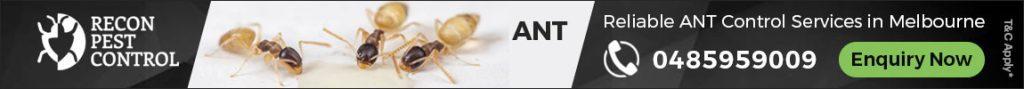 ants control melbourne