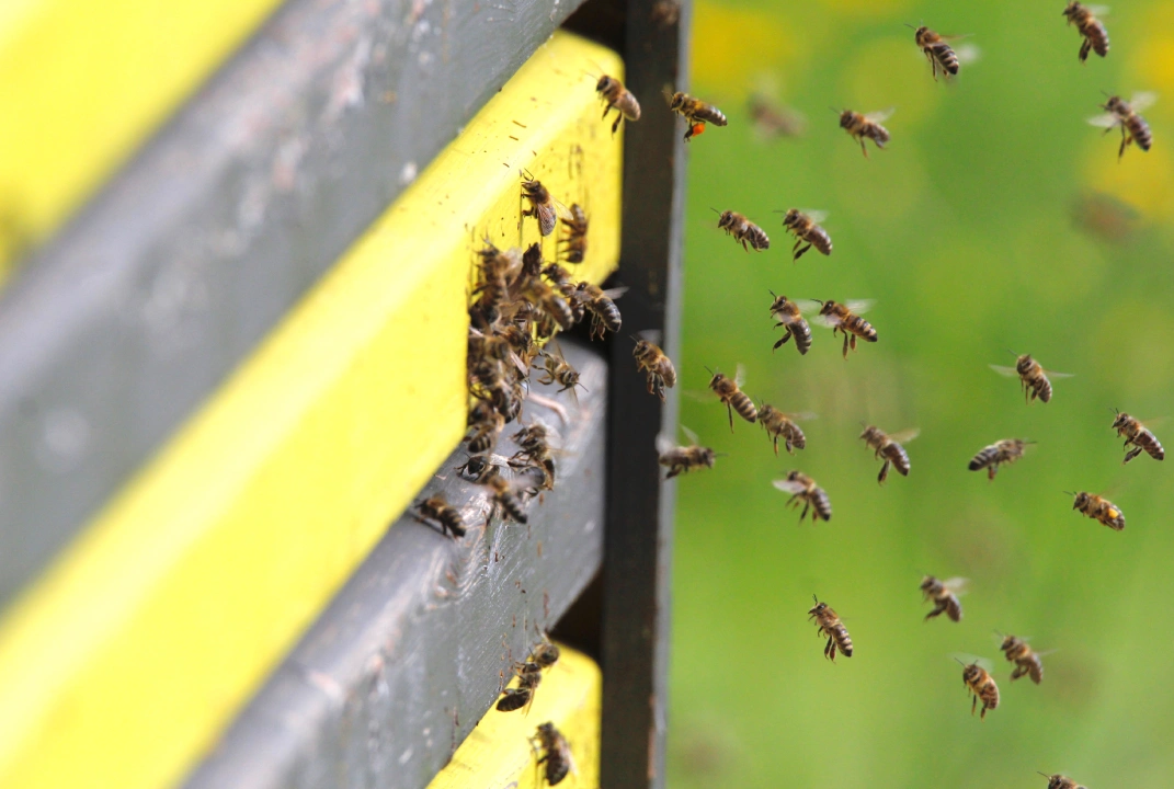 Bee Removal Melbourne, Wasp Nest Removal Melbourne