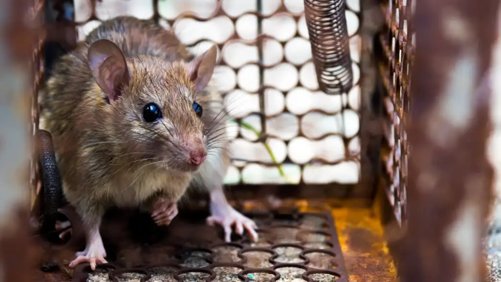 rodent control
