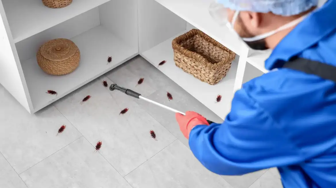 recon pest control insect control melbourne