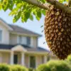 Bee Removal Melbourne — When a Passing Swarm Becomes a Permanent Home